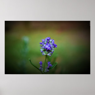 Winterfrieren, Poster