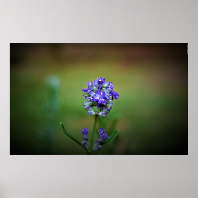 Winterfrieren, Poster (Vorne)