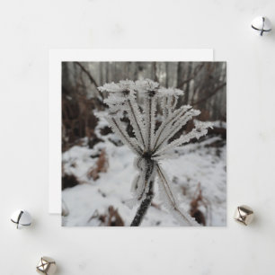 Winterfrost auf Pflanze im Wald Feiertagskarte
