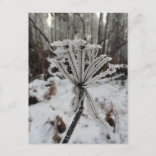 Winterfrost auf Pflanze im Wald Feiertagspostkarte