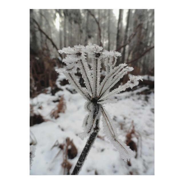 Winterfrost auf Pflanze im Wald Fotodruck (Vorne)