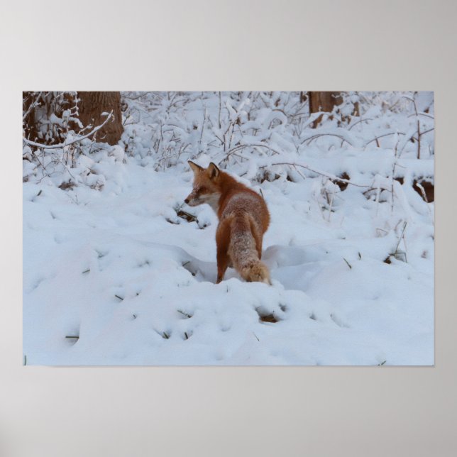 Winterfuchs Poster (Vorne)
