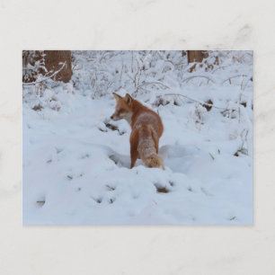 Winterfuchs Postkarte