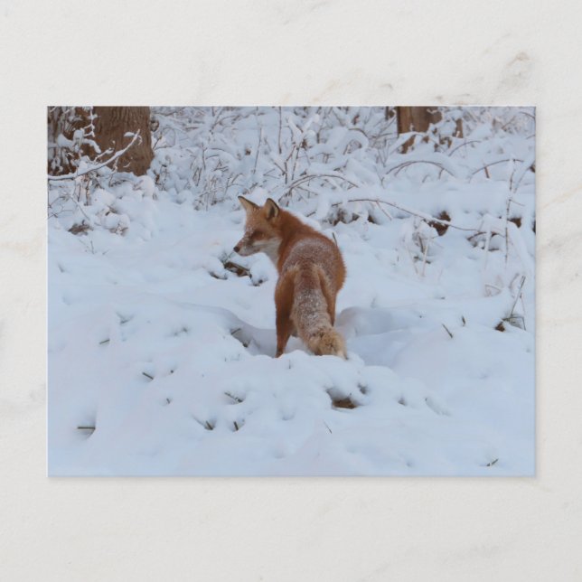 Winterfuchs Postkarte (Vorderseite)