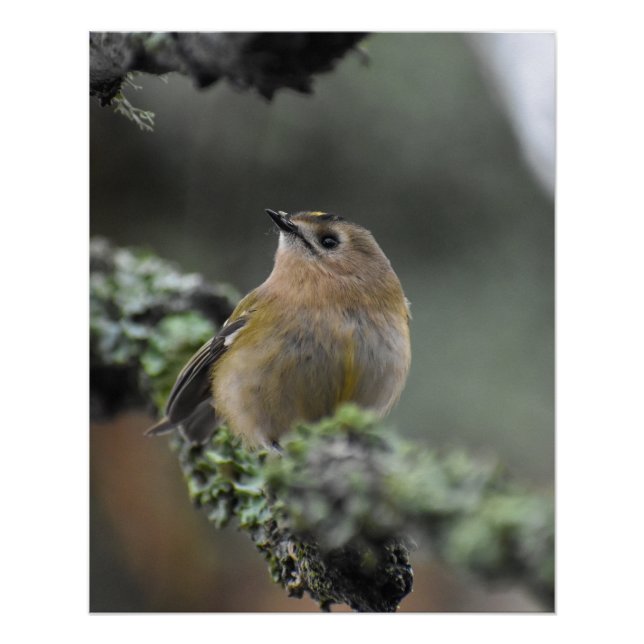 Wintergoldhähnchen  poster (Vorderseite)