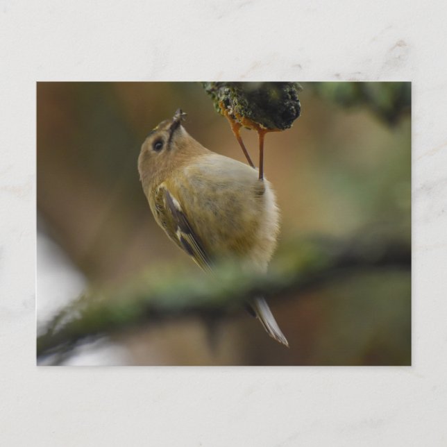 Wintergoldhähnchen  postkarte (Vorderseite)