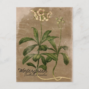Wintergrün Pflanze Postkarte im Vintage Stil
