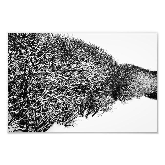 Winterhecke Fotodruck (Vorne)