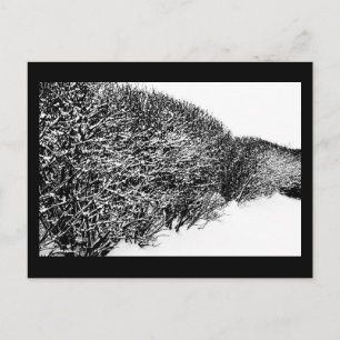 Winterhecke Postkarte