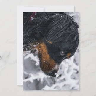 Winterhund Berner Geburtstag Einladung