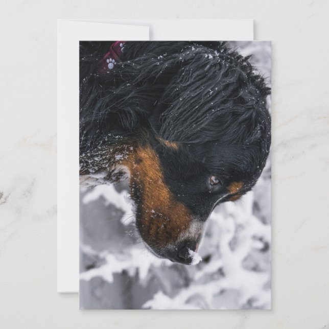 Winterhund Berner Geburtstag Einladung (Vorderseite)