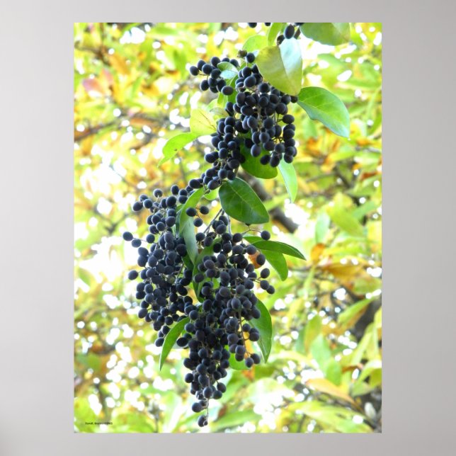 Wintering Berries Poster (Vorne)
