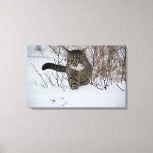 Winterkatzen-Leinwand Leinwanddruck