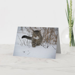 Winterkatzengrüßkarte Karte