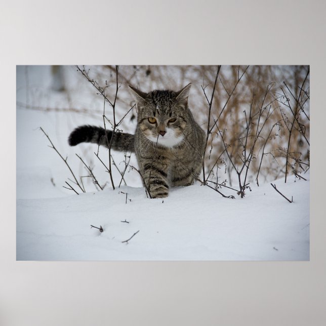 Winterkatzenposter Poster (Vorne)