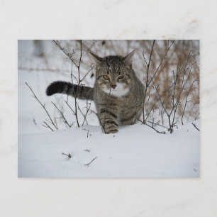 Winterkatzenpostkarte Postkarte