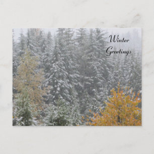 Winterlandschaft bei Whistler, B.C. Postkarte