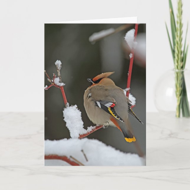 Winterlandschaft - Bohemische Waxwing Karte (Vorderseite)