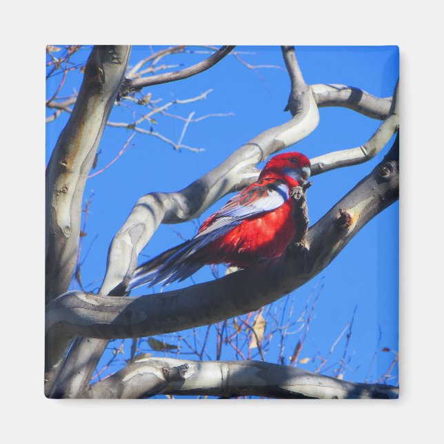 Winterlandschaft in Canberra Magnet (Vorne)