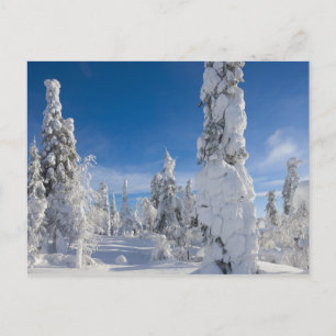 Winterlandschaft in Lappland Postkarte