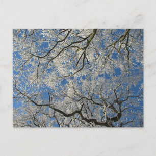 Winterlicher Baumkronen Postkarte