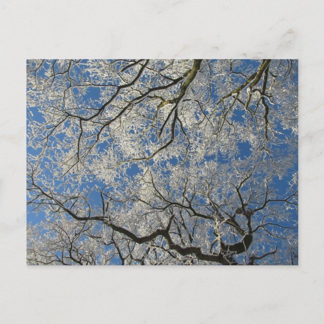 Winterlicher Baumkronen Postkarte (Vorderseite)