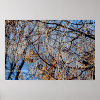 Winterlicher vereister Baum