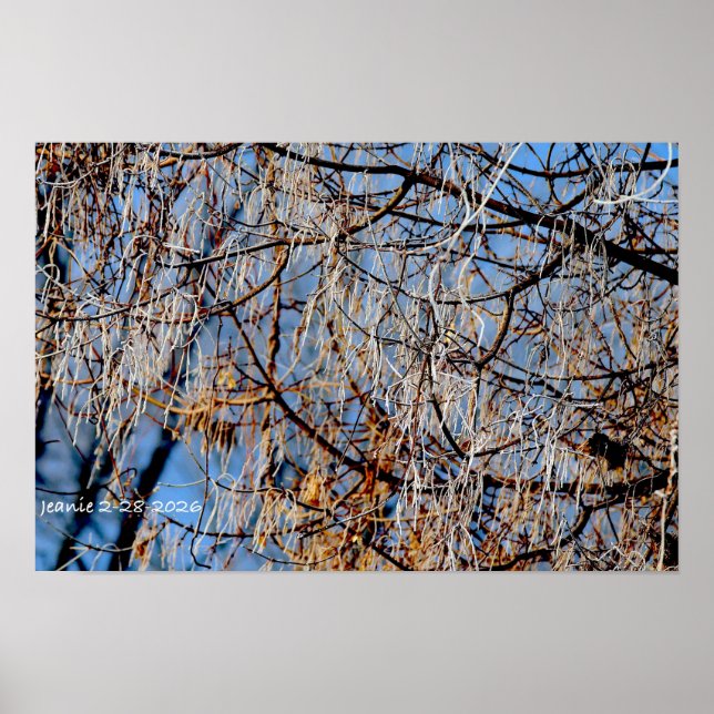 Winterlicher vereister Baum Poster (Vorne)