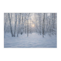 Winterliches Sonnenlicht im stillen Birkenwald