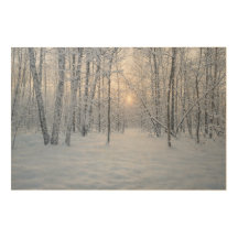 Winterliches Sonnenlicht im stillen Birkenwald