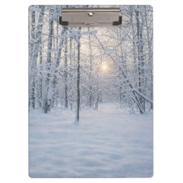 Winterliches Sonnenlicht im stillen Birkenwald Klemmbrett
