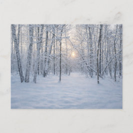 Winterliches Sonnenlicht im stillen Birkenwald Postkarte