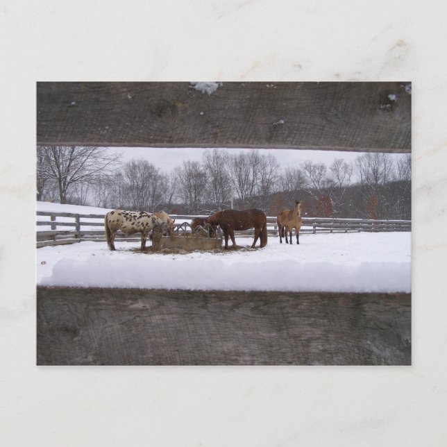 Wintermahlzeit Postkarte (Vorderseite)