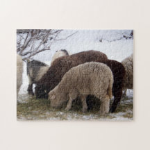 Wintermittag für Schafe
