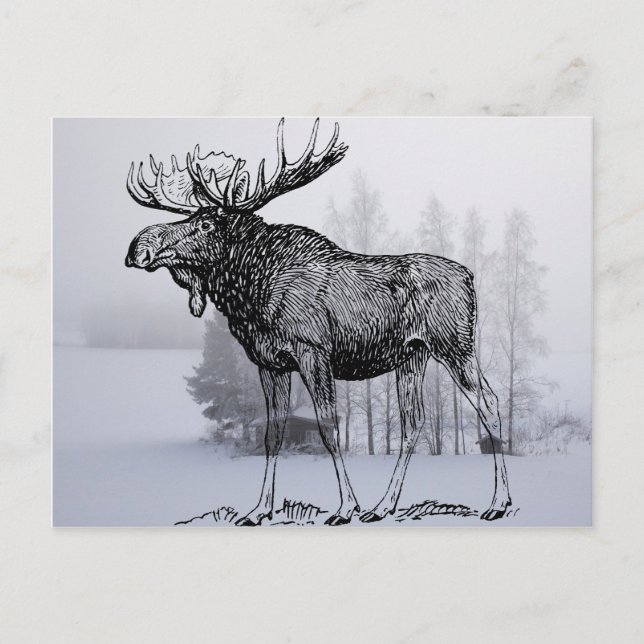 Wintermoose Postkarte (Vorderseite)