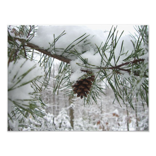 Winternaturfotografie von Snowy Pine Branch Fotodruck (Vorne)