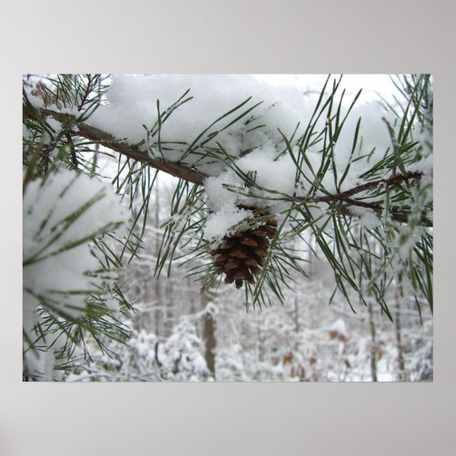 Winternaturfotografie von Snowy Pine Branch Poster (Vorne)