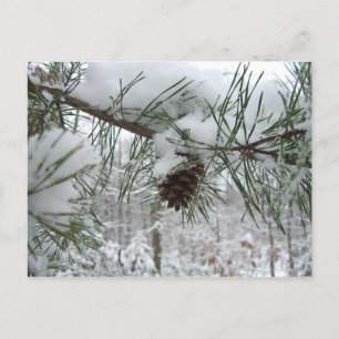 Winternaturfotografie von Snowy Pine Branch Postkarte