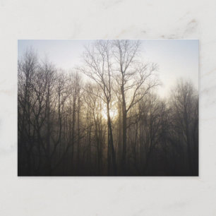 Winternebel Naturfotografie Postkarte