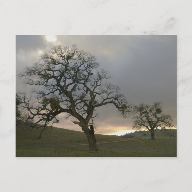 Winteroaks mit Mistletoe Postkarte (Vorderseite)