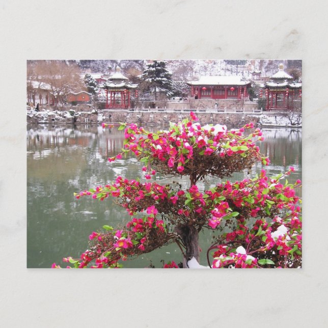 Winterpalast-Blume Postkarte (Vorderseite)