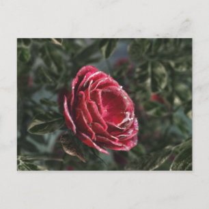 Winterparting-Postkarte Postkarte