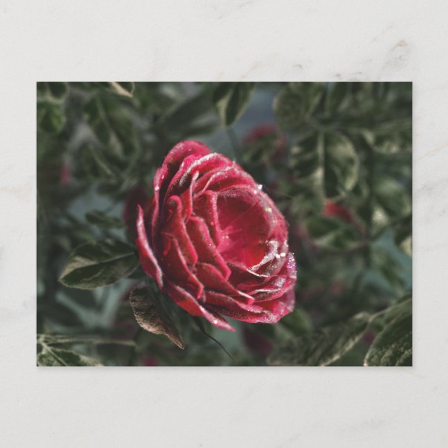 Winterparting-Postkarte Postkarte (Vorderseite)