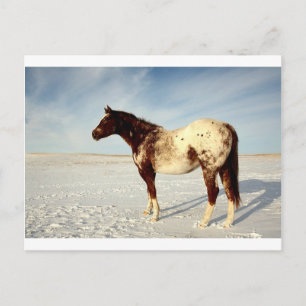 Winterpferd Postkarte