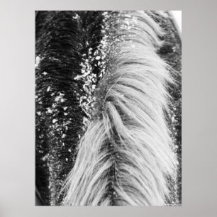 Winterpferde mit Schnee Poster