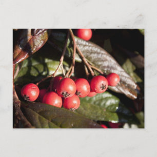 Winterrote Beeren, immergrüner Busch, grün, Beeren Postkarte