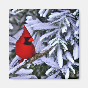 Winterroter Kardinal Magnet