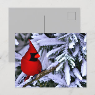 Winterroter Kardinal Postkarte