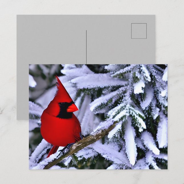Winterroter Kardinal Postkarte (Vorne/Hinten)