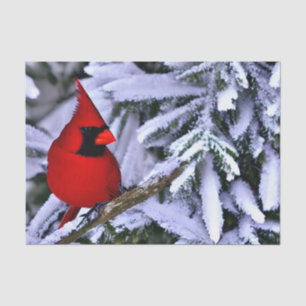 Winterroter Kardinal Seidenpapier